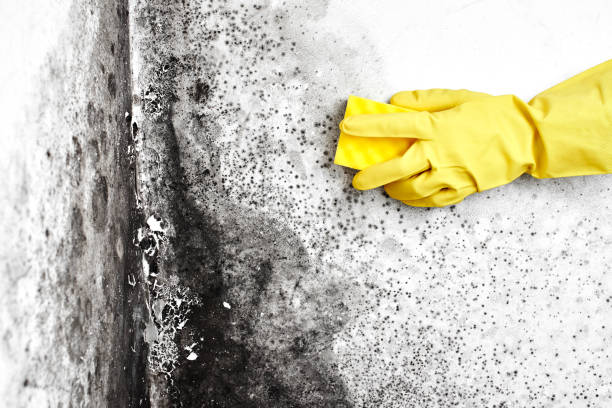 Best Mold Cleaning Services  in Chowchilla, CA