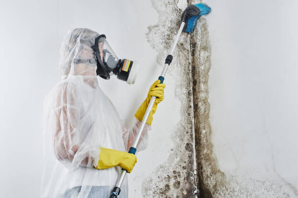 Best Black Mold Removal  in Chowchilla, CA