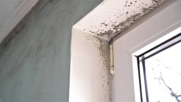 Best Residential Mold Removal  in Chowchilla, CA