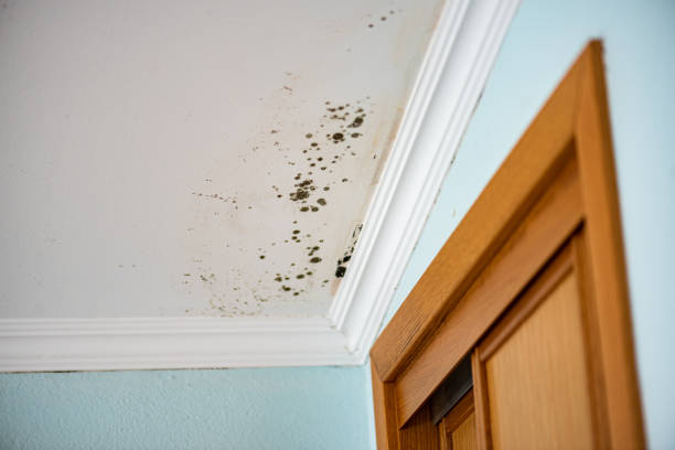 Best Mold Damage Repair  in Chowchilla, CA