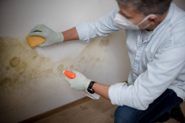 Attic Mold Removal in Chowchilla, CA