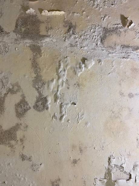 Best Commercial Mold Removal  in Chowchilla, CA