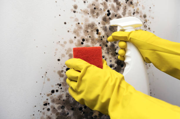 Best Mold Damage Repair  in Chowchilla, CA