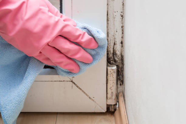 Certified Mold Removal in Chowchilla, CA