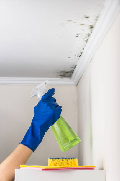 Best Same-Day Mold Removal  in Chowchilla, CA