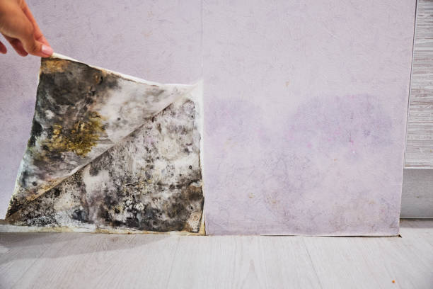 Best Best Mold Removal Companies  in Chowchilla, CA